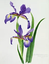 Iris monspur (akvarel)
